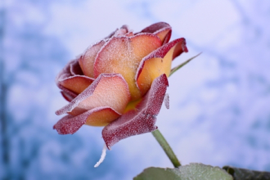 Broken Heart Wilts Slowly