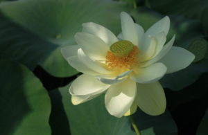 Higher Self Blossoms Through Ego