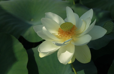 Higher Self Blossoms Through Ego